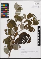 Foto von Salix caprea L.